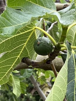 Heldinnenreise 2024 Korfu - Nahaufnahme einer Feige