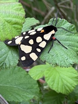 Heldinnenreise 2024 Korfu Spaziergang und Schmetterling