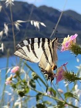 Nahaufnahme eines schwarz-weiß gestreiften Schmetterlings auf einer rosafarbenen Wildblume vor einem unscharfen Hintergrund aus blauem Wasser und den Bergen in der Nähe der Agios Georgios Pagi von Korfu.